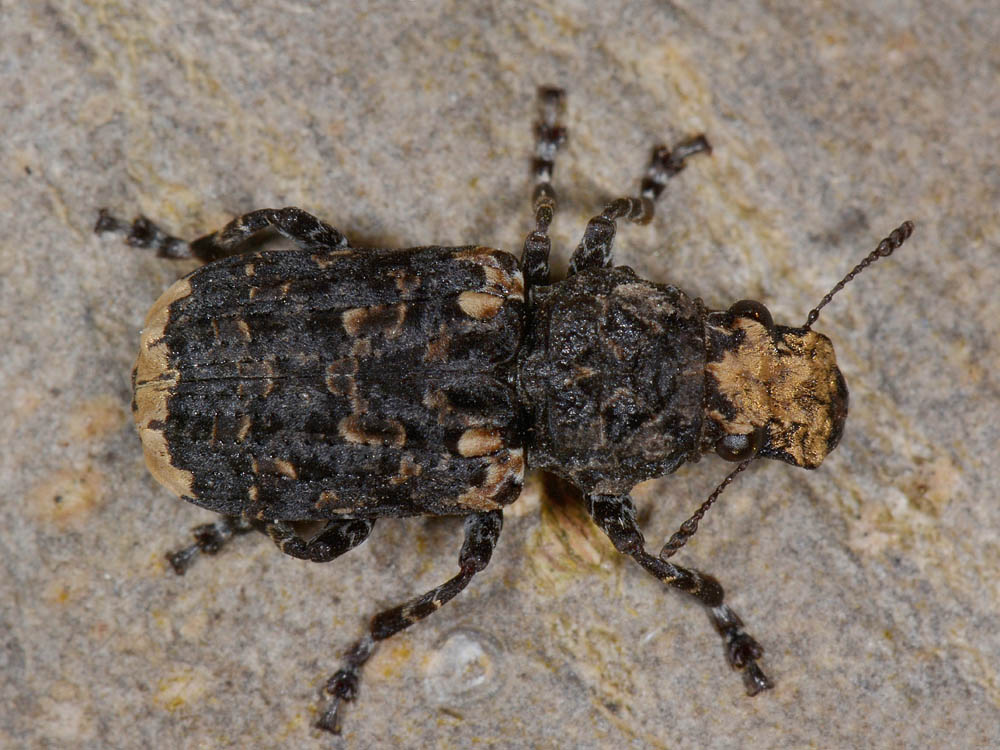 Platyrhinus resinosus
